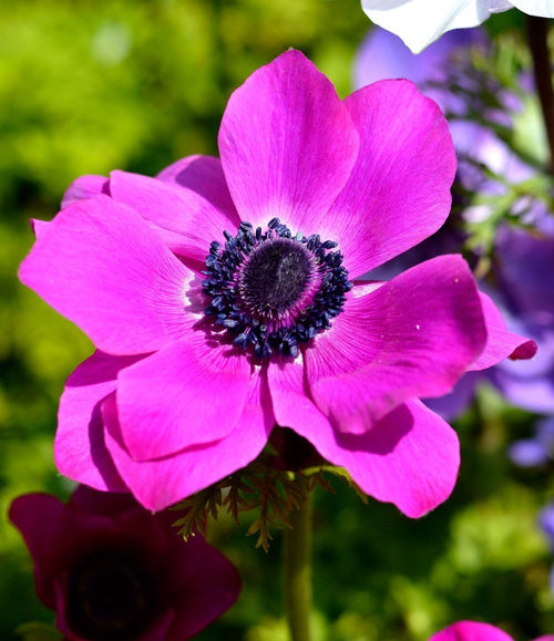 Commandez des bulbes d’Anémone de Caen Sylphide