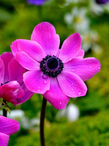 Anémone de Caen Sylphide