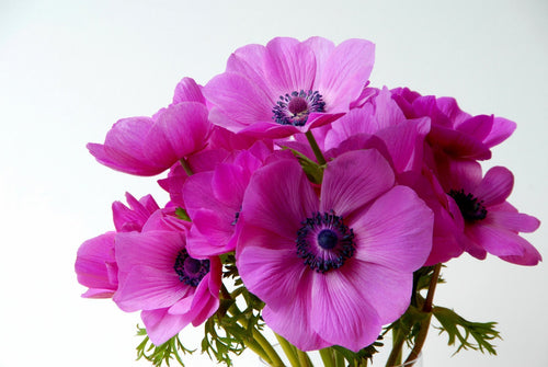 Anémone de Caen Sylphide