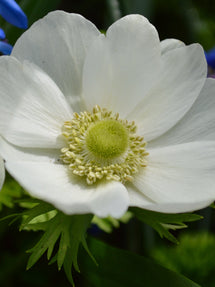 Anémone de Caen The Bride