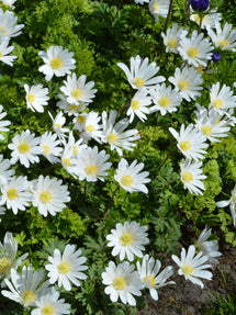 Anemone Blanda White Splendour