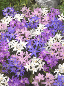 Chionodoxa Lucilea Bestseller Mix (Gloire des Neiges)