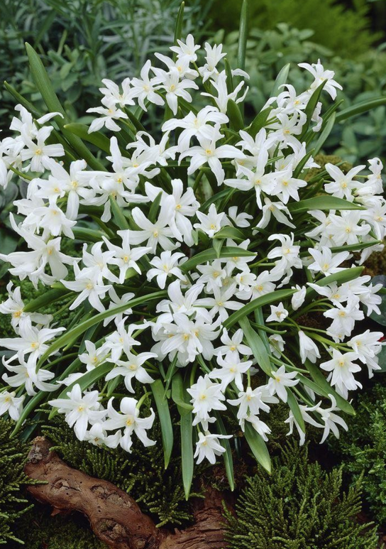 Chionodoxa Lucilea Alba (Gloire des neiges)