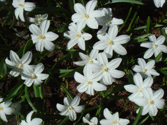 Achat Chionodoxa Lucilea Alba