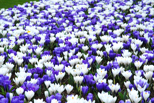 bulbes de crocus bleu et blanc