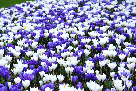 bulbes de crocus bleu et blanc