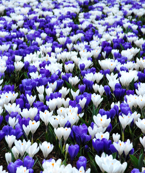 Crocus bleu blanc en mélange
