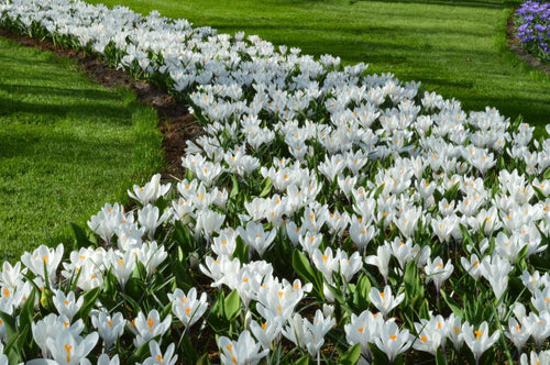 Vente directe Crocus à Grandes Fleurs Jeanne d'Arc. Bulbes de crocus blanc neige