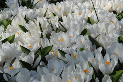 Achat Crocus Jeanne d'Arc - Bulbes à Fleurs