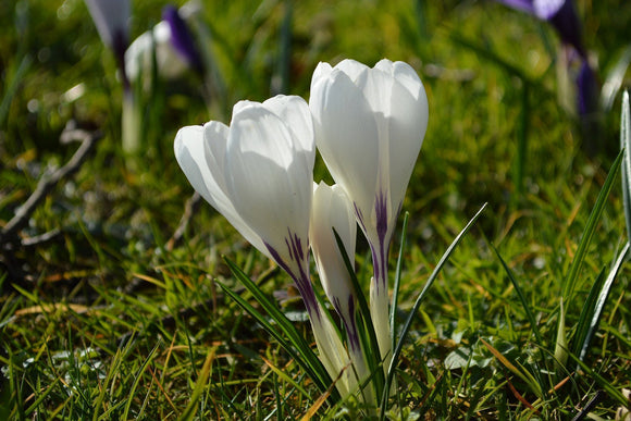 Crocus 'Jeanne D'Arc'