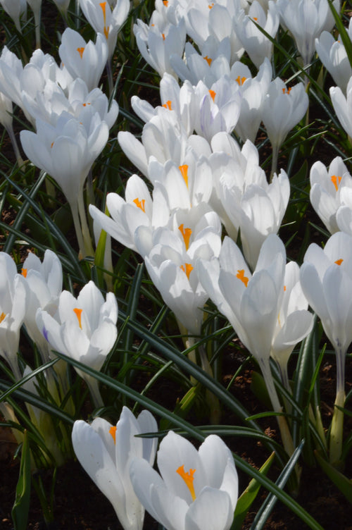 Crocus blancs | Crocus vernus Jeanne d'Arc