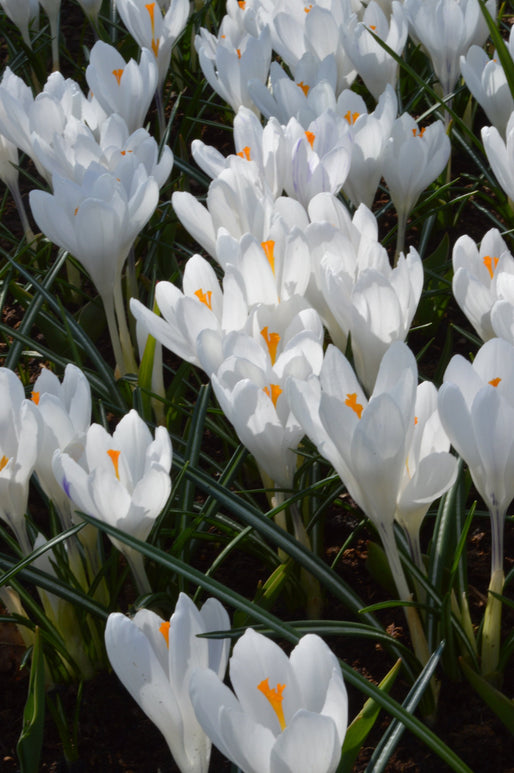 Crocus blancs | Crocus vernus Jeanne d'Arc