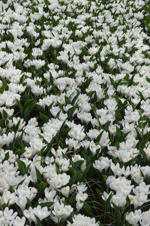 Bulbes de crocus blanc neige