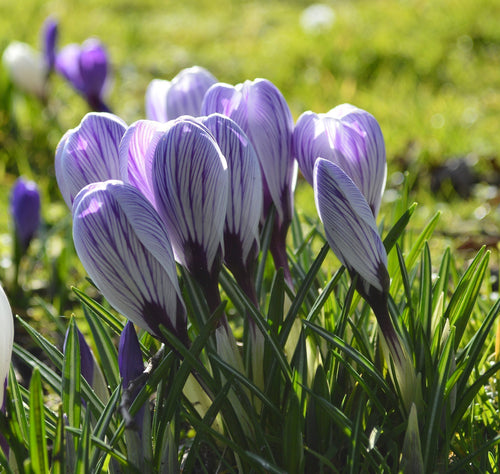 Achat Crocus Pickwick en ligne