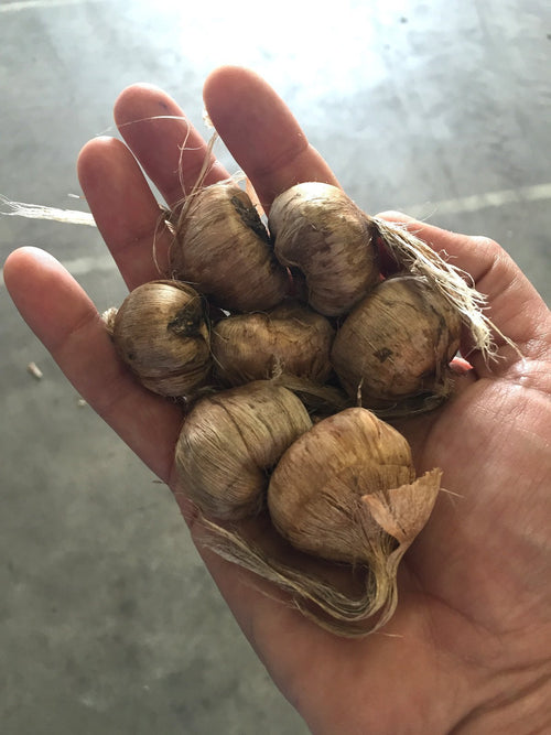 Bulbes de Crocus sativus - Crocus à Safran