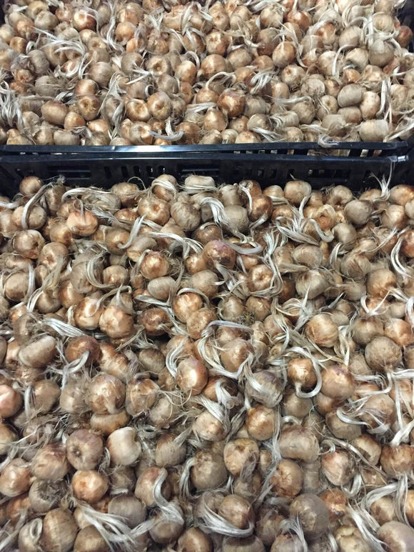 Crocus safran SATIVUS France