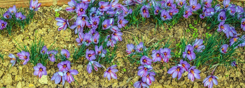 Spécialiste des Bulbes de SAFRAN