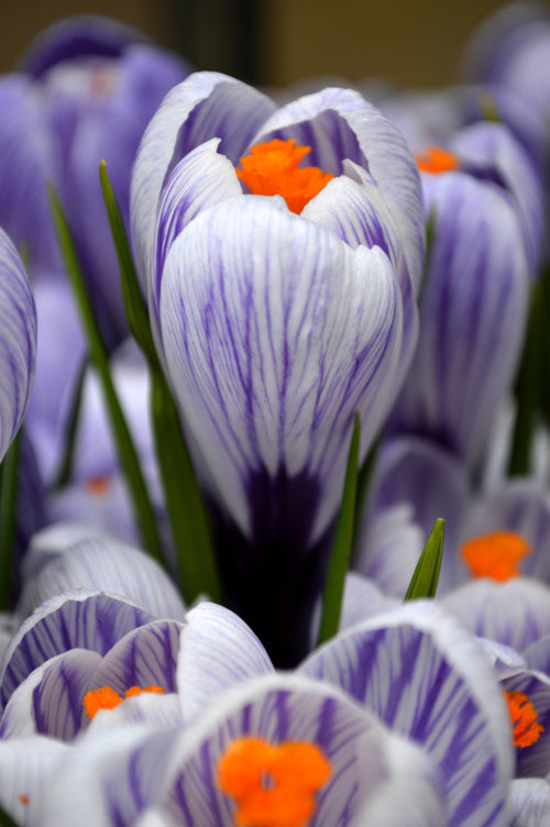 Acheter Bulbes de fleurs crocus Pickwick