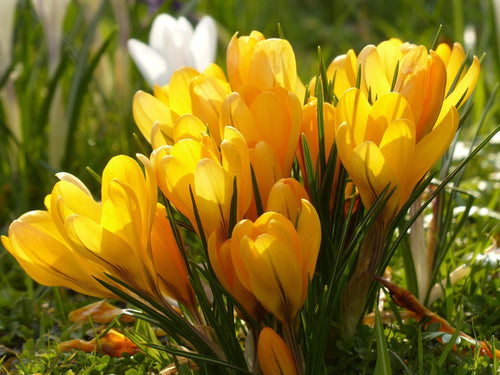 Crocus jaune bulbes