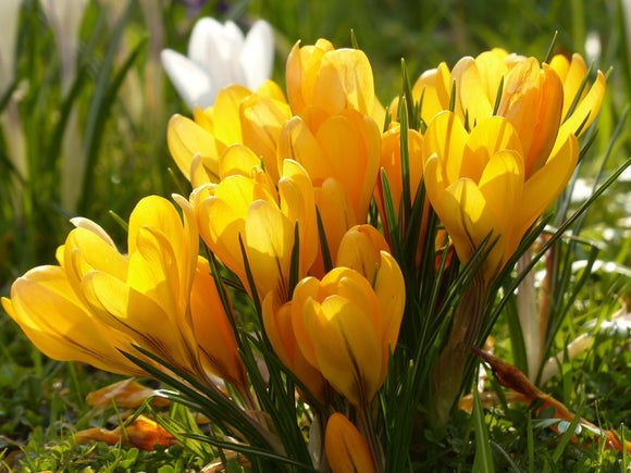 Crocus jaune bulbes