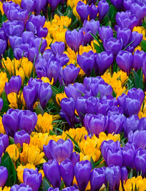 Purple and yellow crocus bulbs - UK Delivery