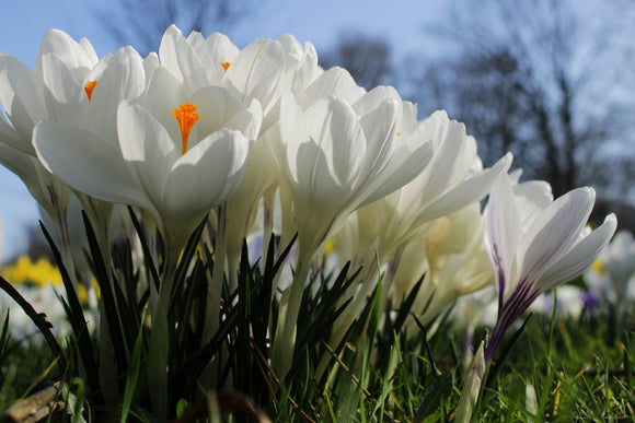 Crocus Jeanne d'Arc - Bulbes à Fleurs