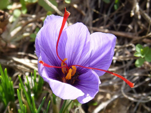 Crocus Sativus (Crocus de safran)
