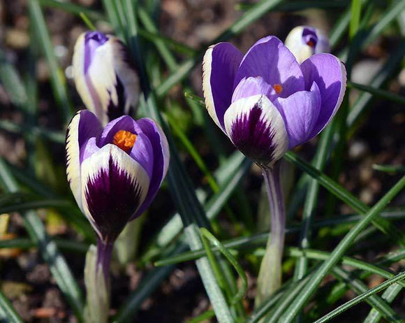 Acheter Bulbes de fleurs crocus SPRING BEAUTY