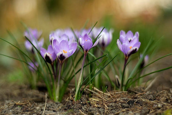 Acheter Crocus Spring Beauty en ligne