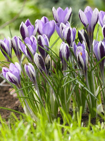 Crocus Spring Beauty