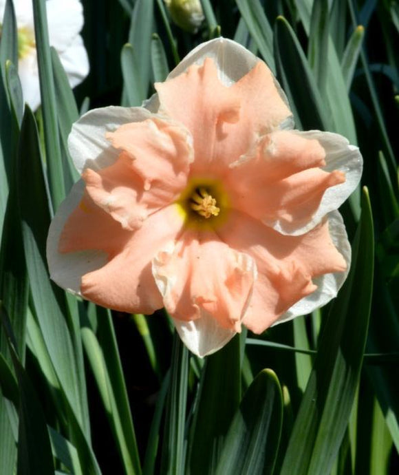 Narcisse Papillon Apricot Whirl