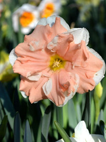 Jonquille Apricot Whirl