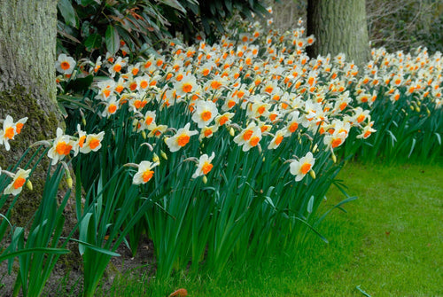 Acheter Bulbes de Narcisses Barret Browning