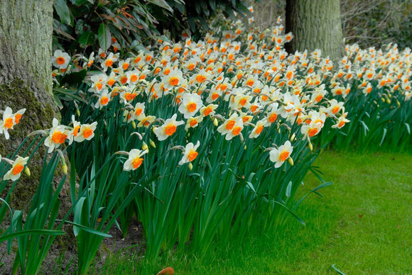 Acheter Bulbes de Narcisses Barret Browning