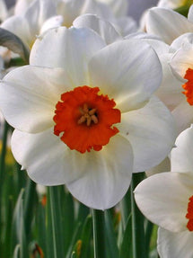 Jonquille Barret Browning