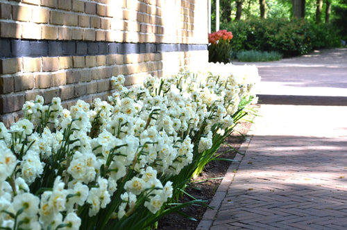 Narcisse Bridal Crown