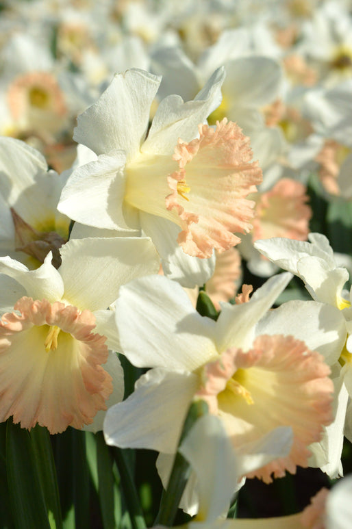 British Gamble Acheter Bulbes de Narcisses