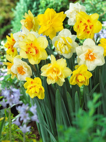 Mélange de Jonquilles Double