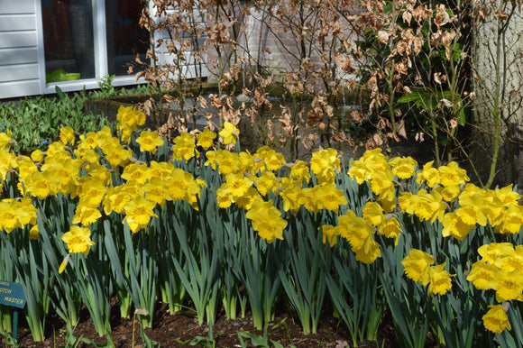 Jonquille Dutch Master | Jonquilles | Bulbes de printemps