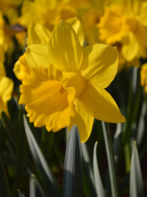 Jonquille Dutch Master