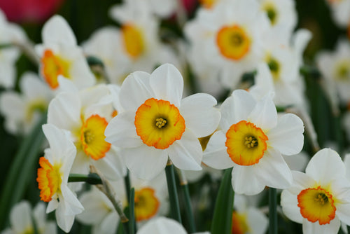Narcissus Flower Record