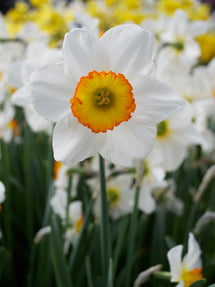 Jonquille Flower Record