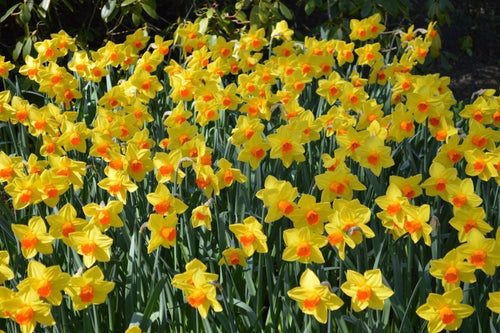 Narcissus Fortissimo - Narcisse à grande couronne orange