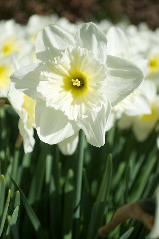 Narcisse à couronne 'Ice Follies'