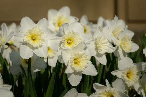 Narcisse trompette 'Ice Follies' : vente Narcisse