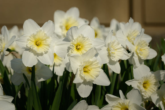 Narcisse trompette 'Ice Follies' : vente Narcisse
