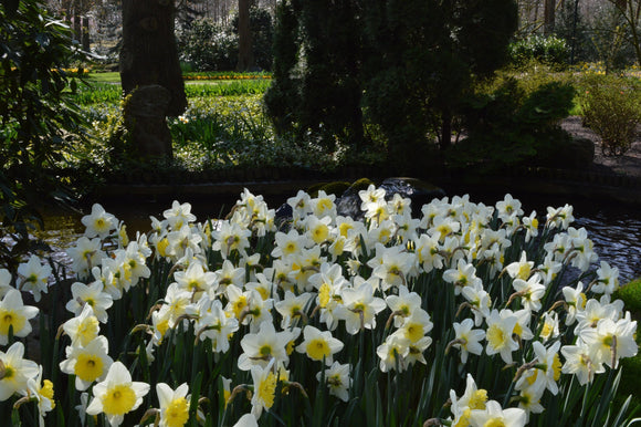 Narcisse Ice Follies (blanc et jaune pâle)