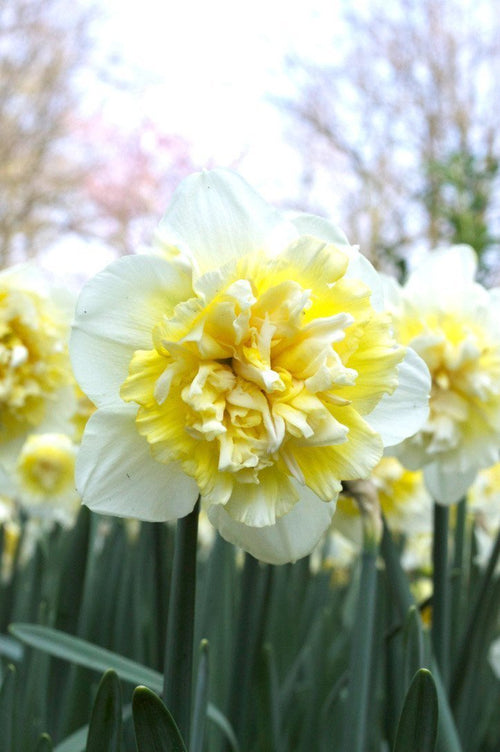 Jonquille (Narcissus 'Ice King', Roi de la glace)