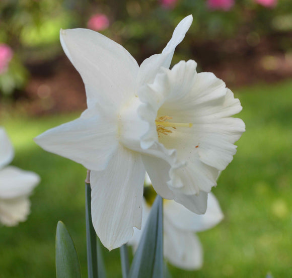 Narcisse trompette 'Mount Hood'