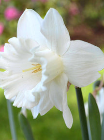 Jonquille Mount Hood
